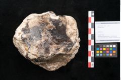 Foto (Objekt + Etikett) von Plantae indet.  (NHMW-GEO-2024-0188-11592)